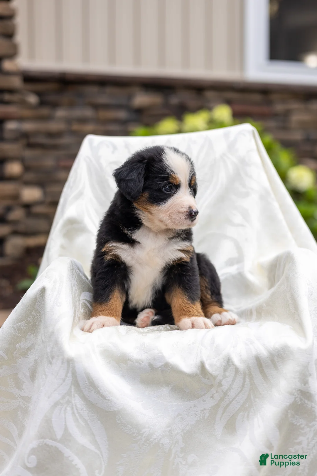 Bernese Mountain Dog dogs for sale: Rocky - Ad 2