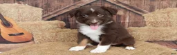 Australian Shepherd dogs for sale: Fern  - Ad 6