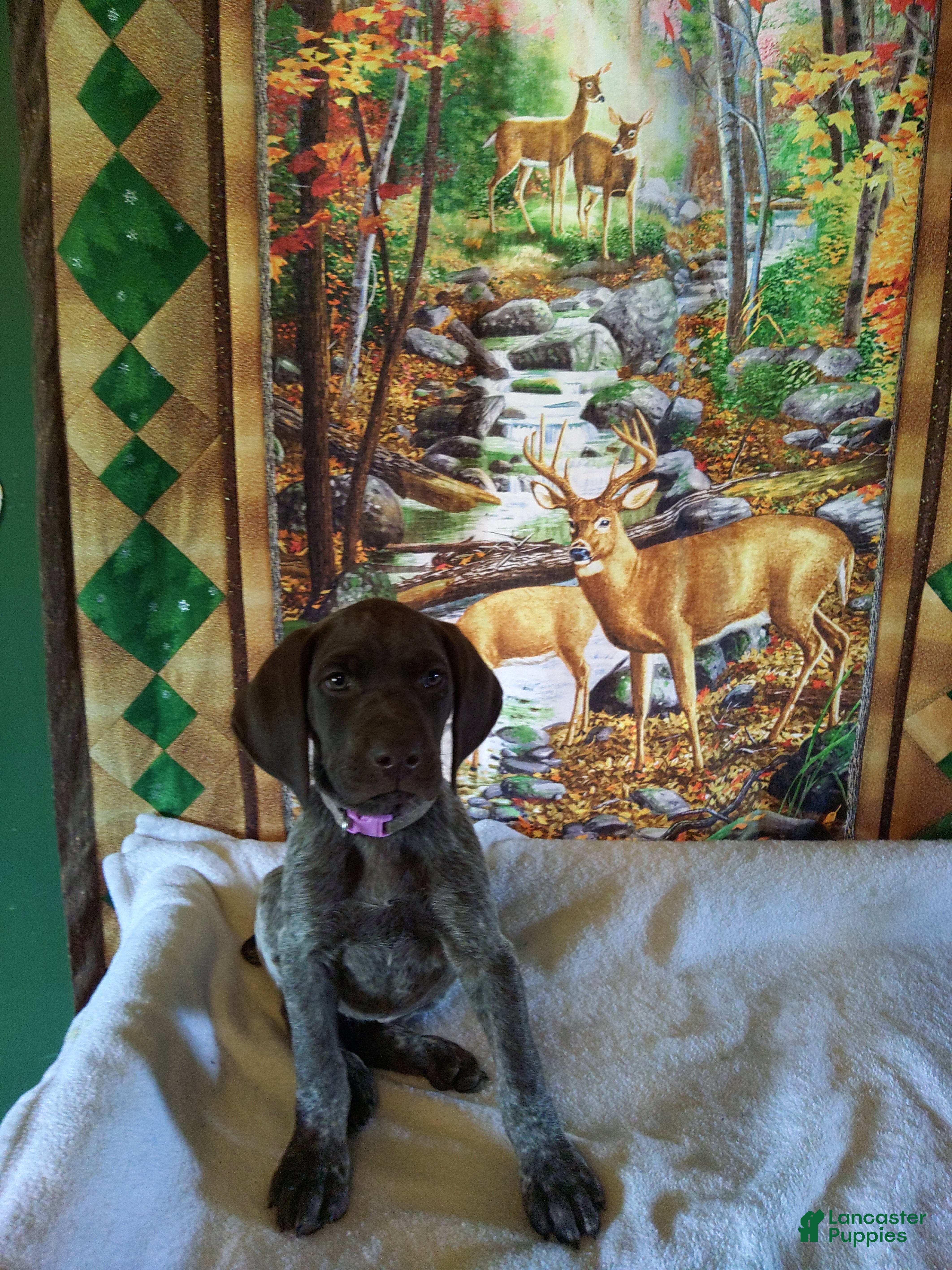 German Shorthaired Pointer dogs German Shorthaired Pointer 1 - Ad 1