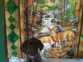 German Shorthaired Pointer dogs for sale: German Shorthaired Pointer 1 - Ad 1