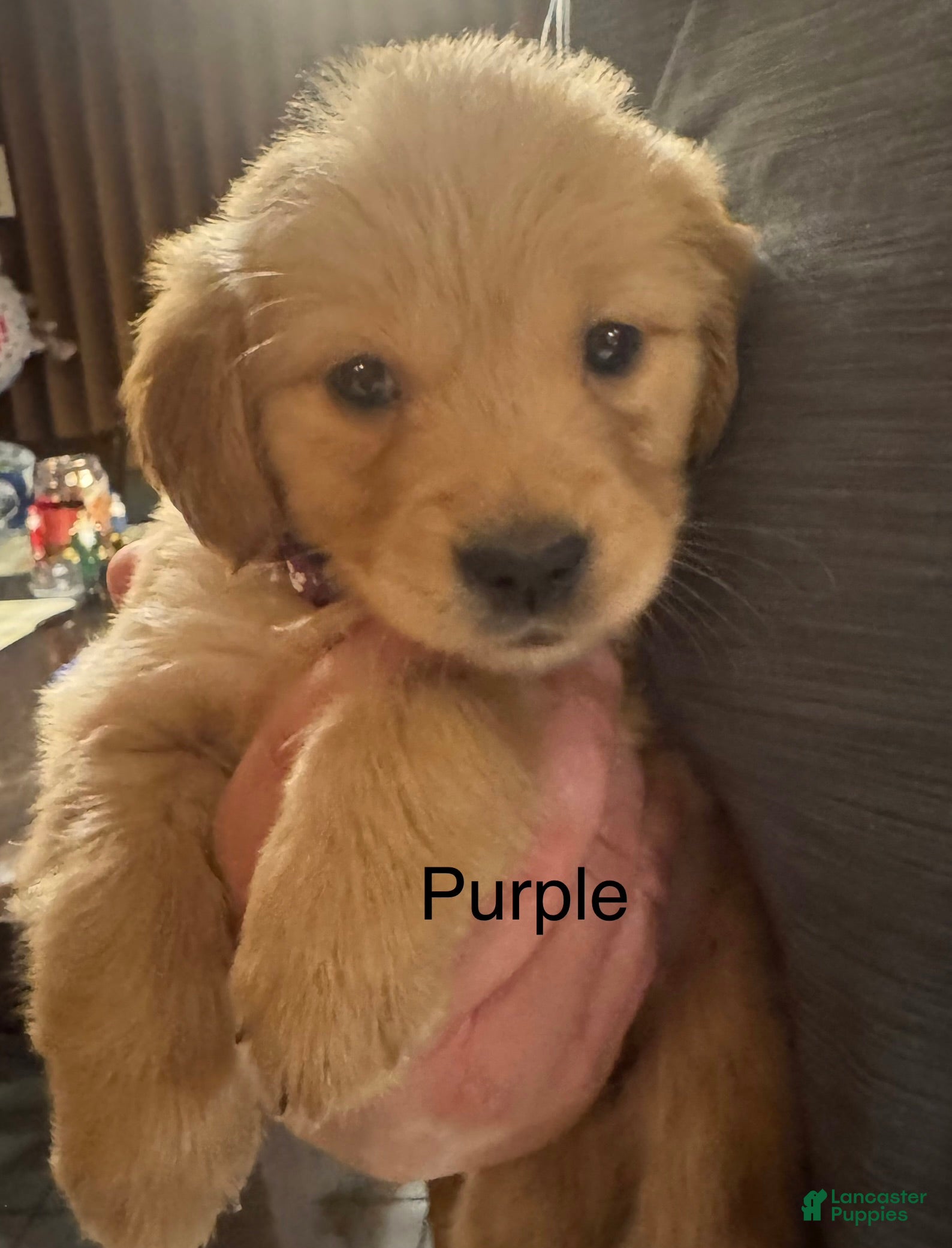 Golden Retriever dogs Purple - Ad 39