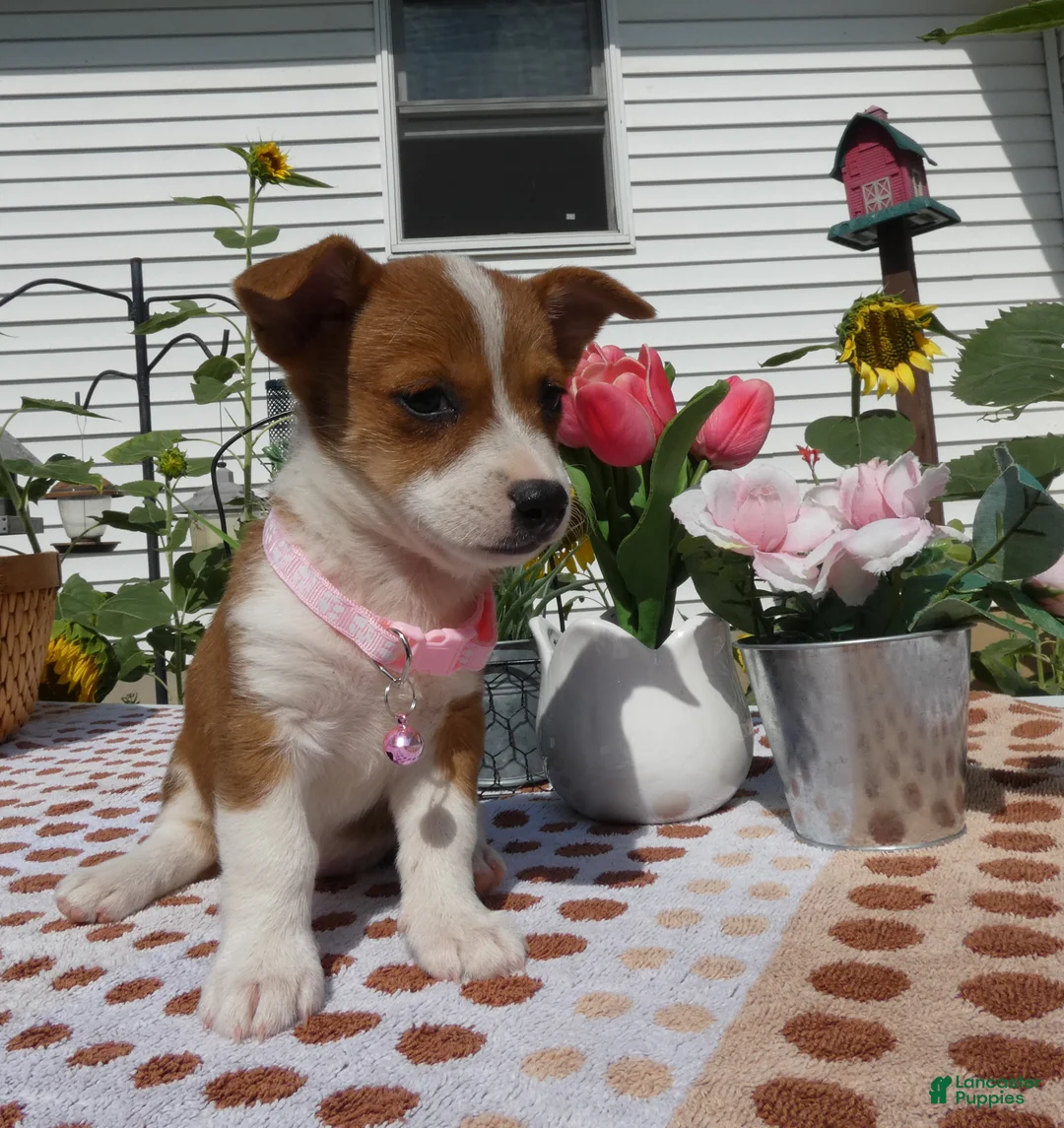 Jack Chi dogs for sale: Jack Chi 9 Tootie - Ad 2