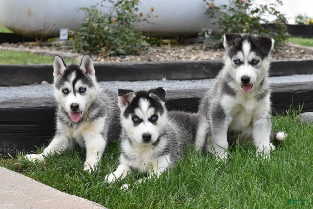 Siberian Husky dogs for sale: Grizz - Ad 3