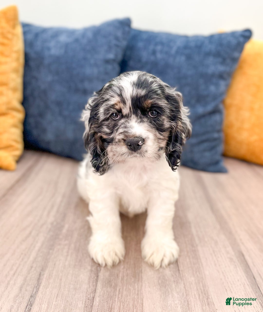 Cocker Spaniel dogs for sale: Cash - Ad 2