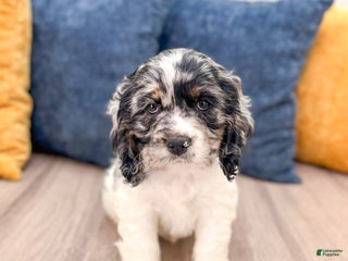 Cocker Spaniel dogs - Ad 16