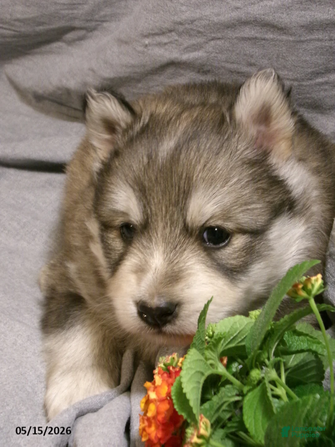 Pomsky dogs for sale: Alex - Ad 5