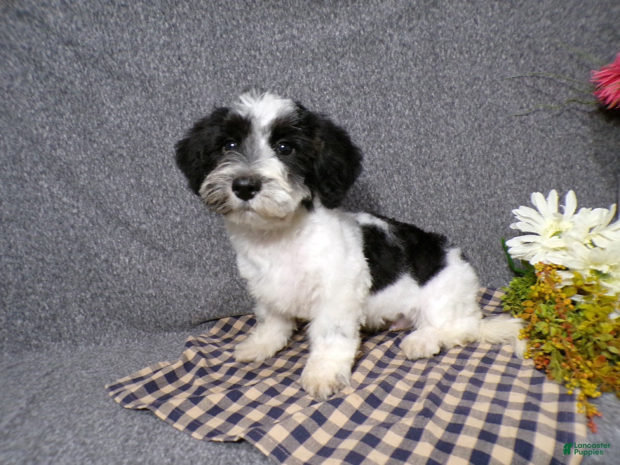 Havanese dogs Kye - Ad 1