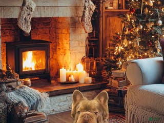 French Bulldog dogs Isabella Boy - Ad 11