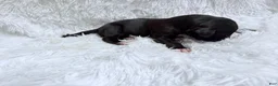 Great Dane dogs for sale: Whiskey - Ad 10