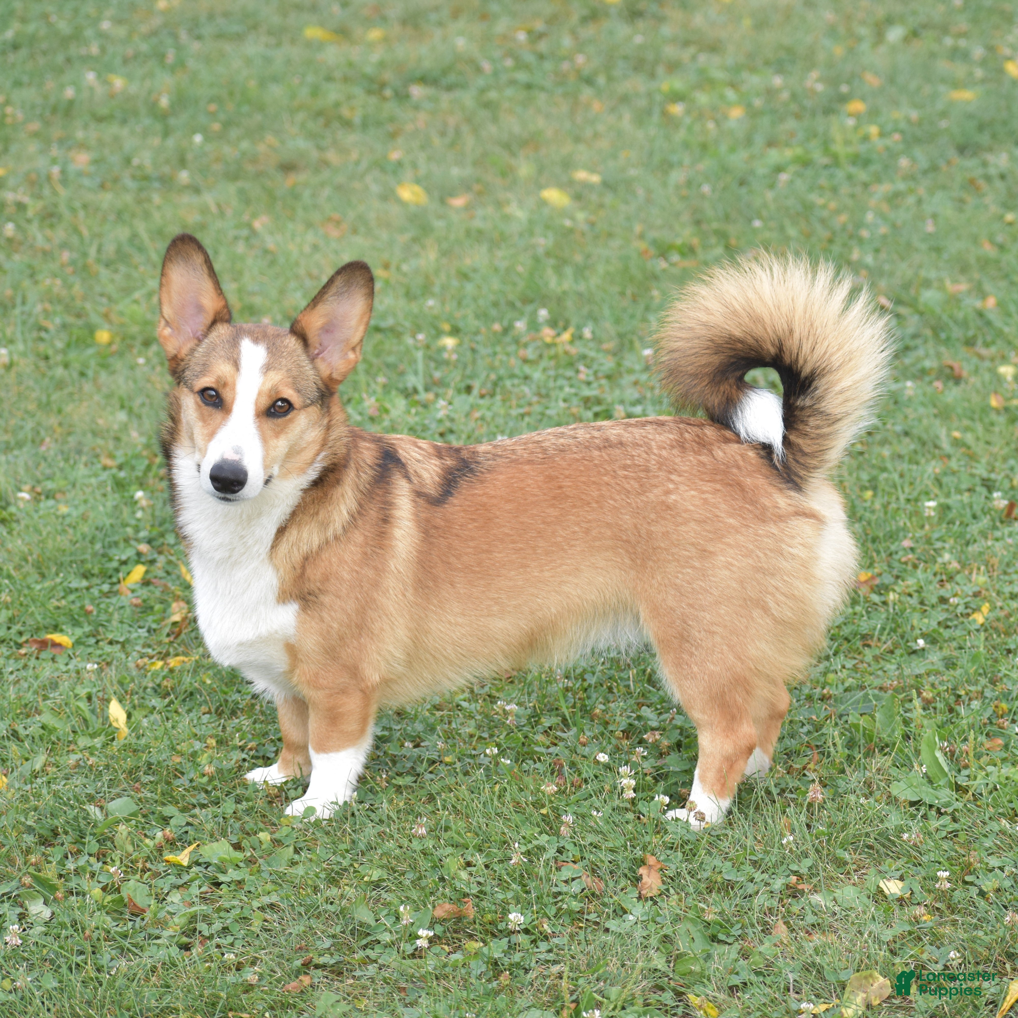 Welsh Corgi Pembroke dogs Ava - Ad 2