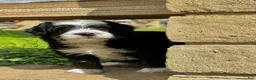 Mixed Breed dogs for sale: Tricolor Micro Bernedoodle - Ad 3