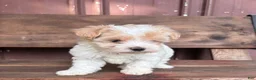 Mixed Breed dogs for sale: Mixed Breed Puppy 1 - Ad 5