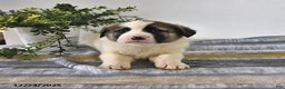 Mixed Breed dogs for sale: Ribsy - Ad 4