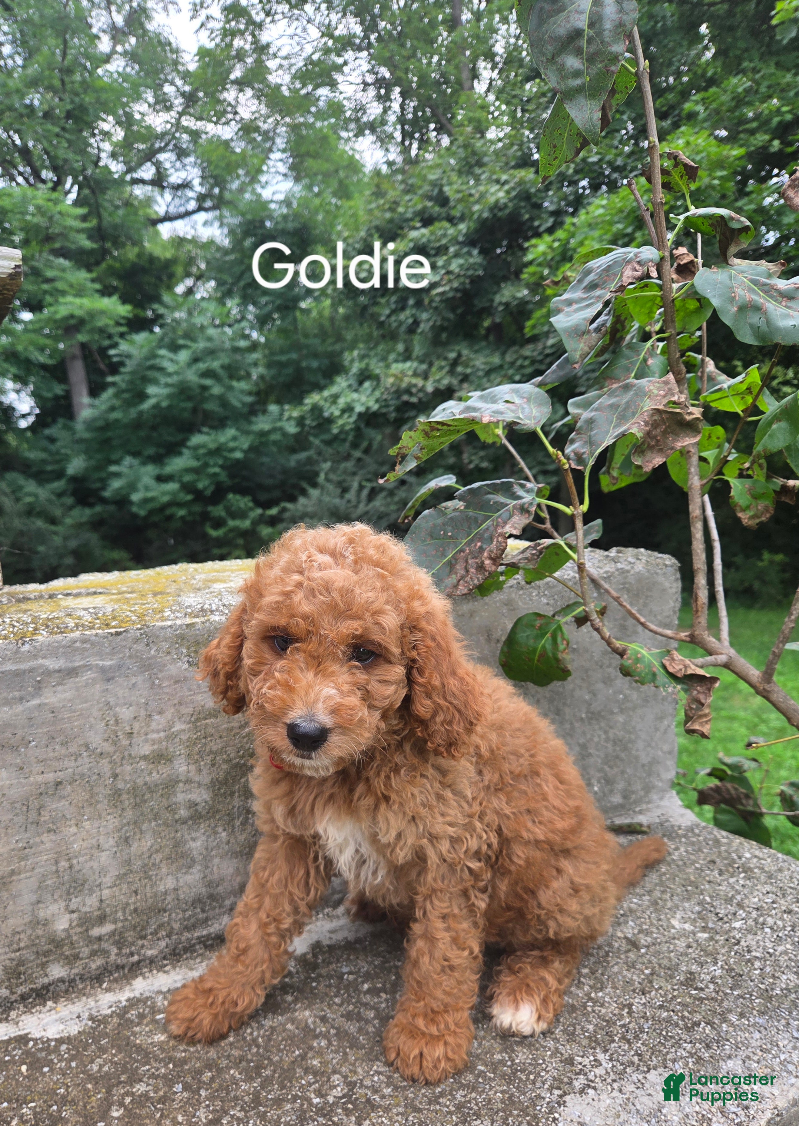 Irish Doodle dogs Irish Doodle 7 - Ad 5