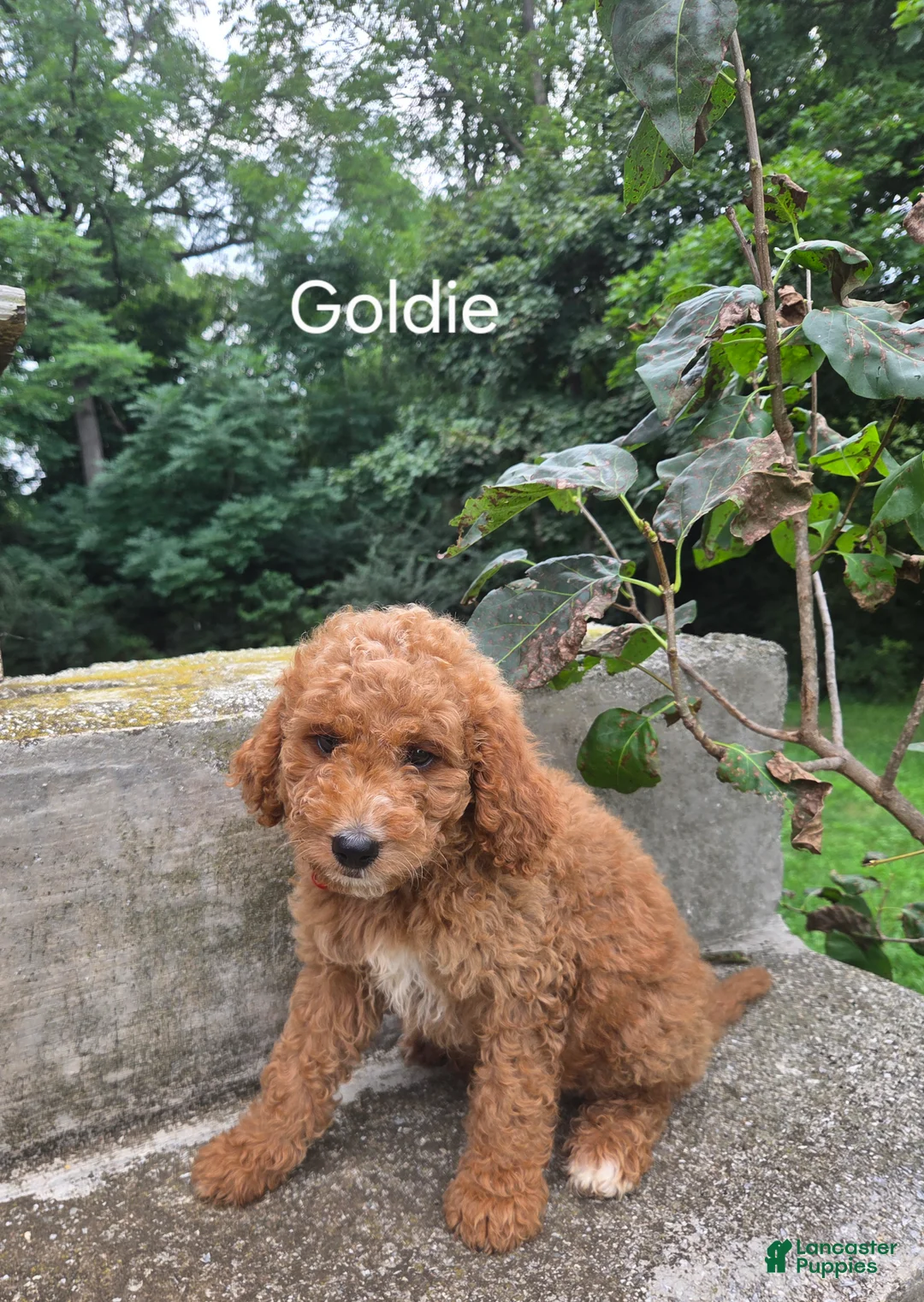 Irish Doodle dogs for sale: Irish Doodle 7 - Ad 1