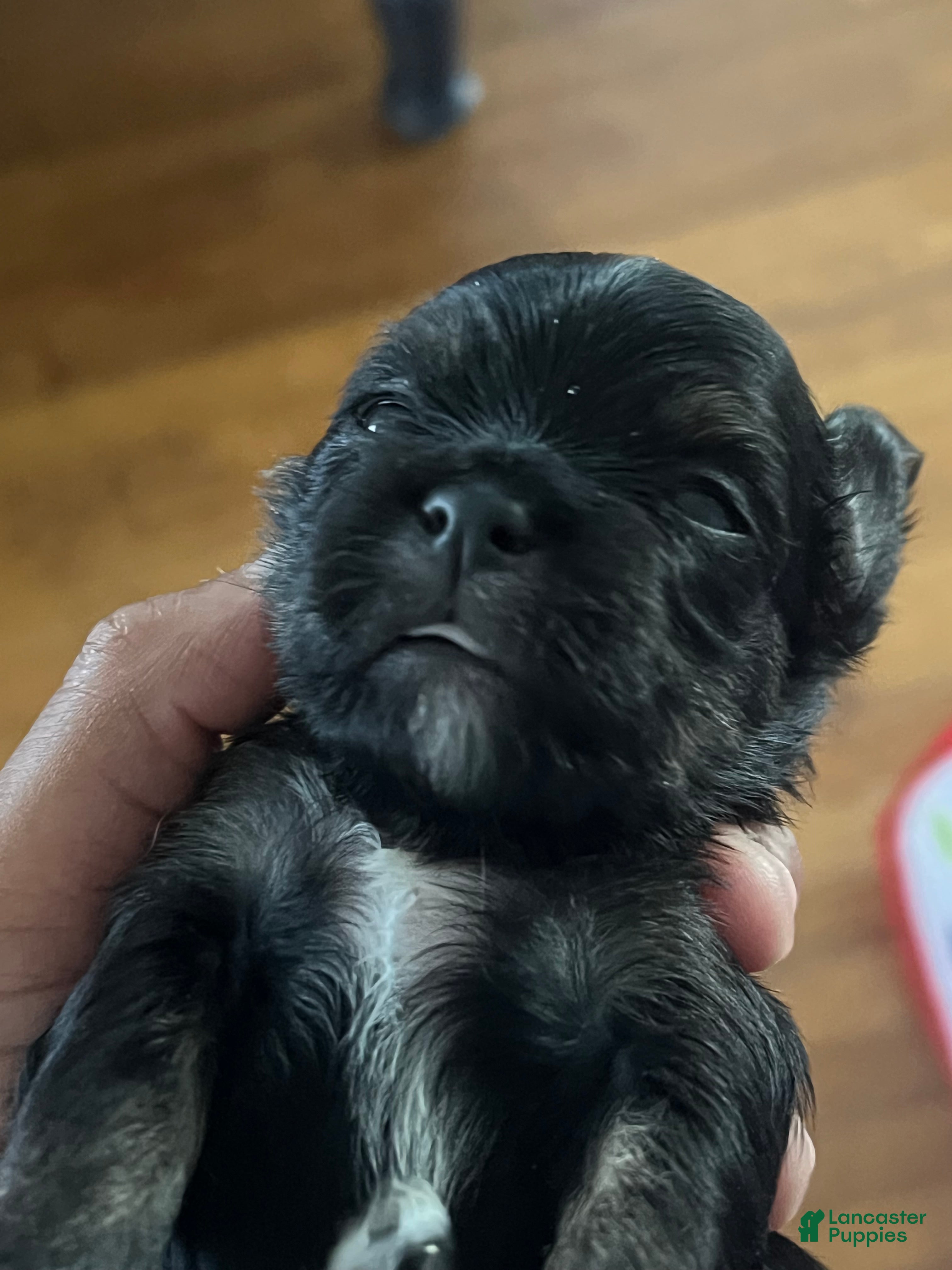 Mixed Breed dogs Bubbles - Ad 24