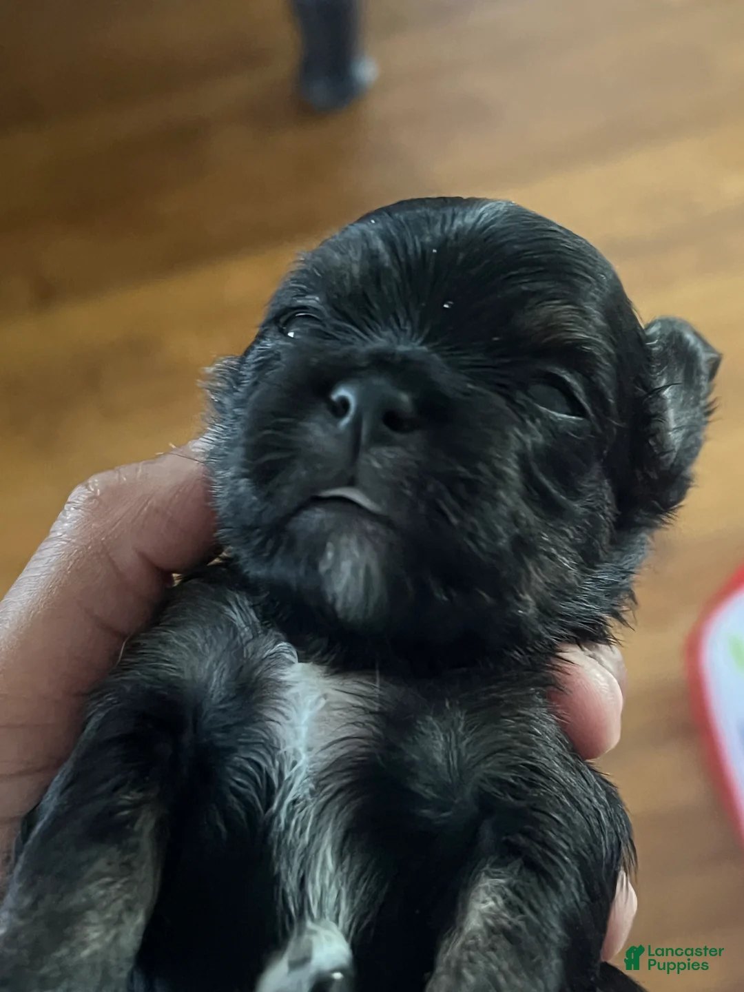 Mixed Breed dogs for sale: Bubbles - Ad 1