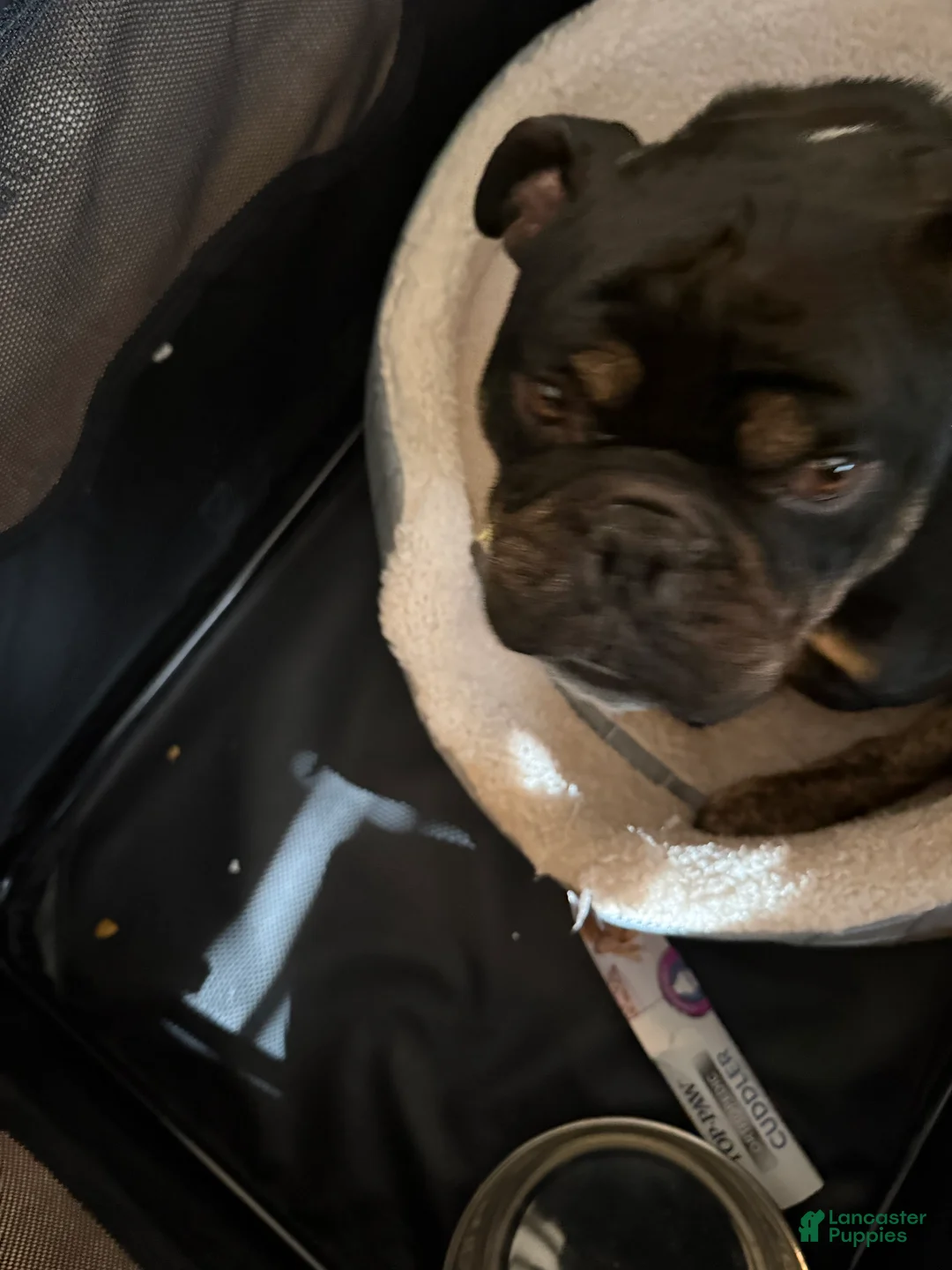 English Bulldog dogs for sale: English Bulldog 1 - Ad 2