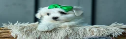 Maltese dogs for sale: PACO - Ad 9