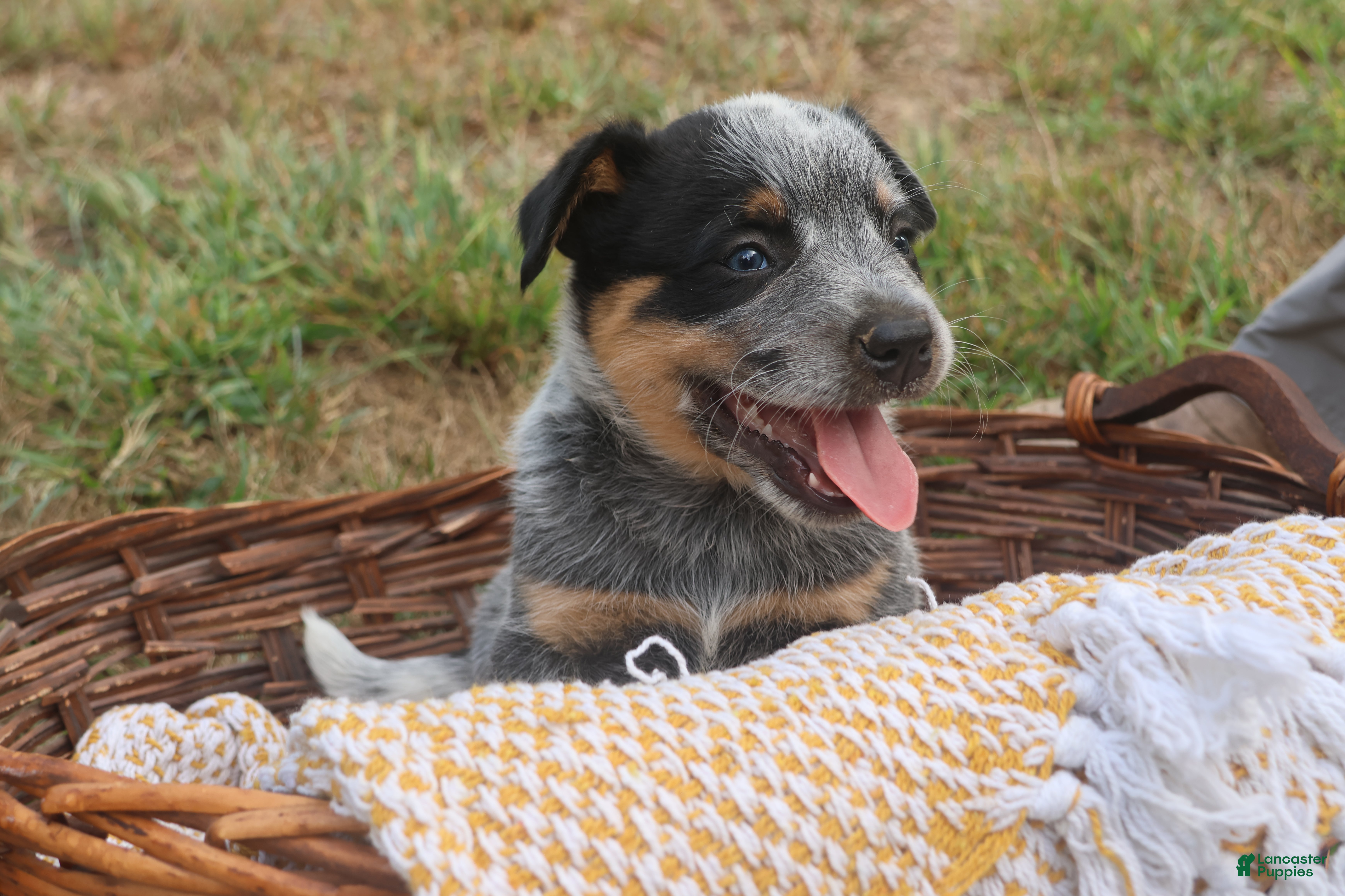 Charlie (Australian Cattle Dog, Male) in Remington, IN