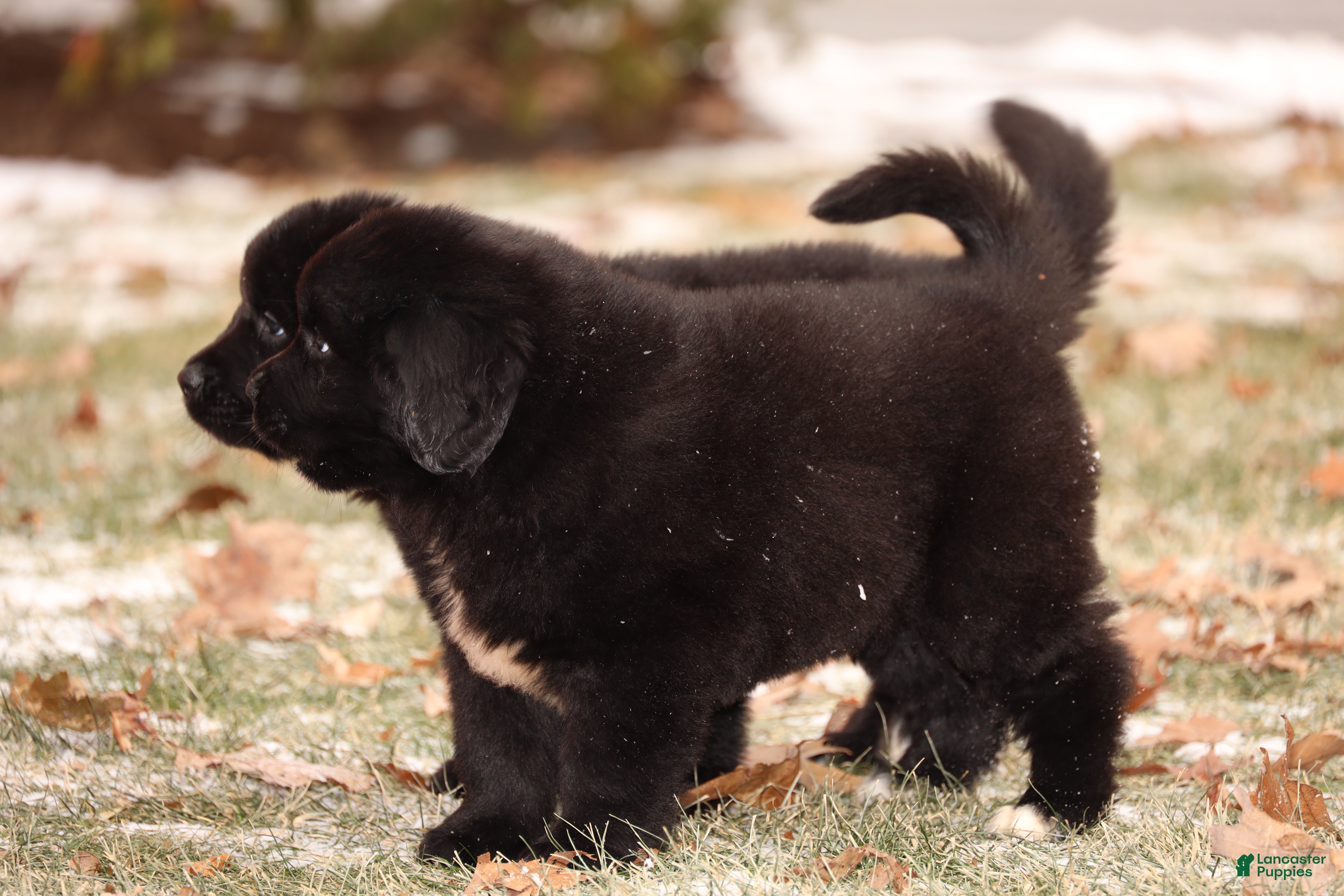 Newfoundland dogs Raven - Ad 8