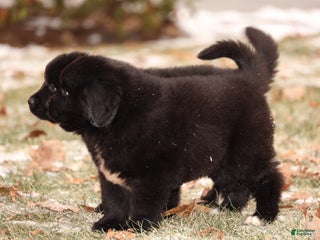 Newfoundland dogs Raven - Ad 8