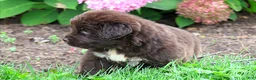 Newfoundland dogs for sale: Talia - Ad 4