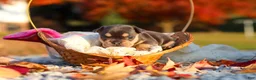 French Bulldog dogs for sale: Pumpkin - Ad 10