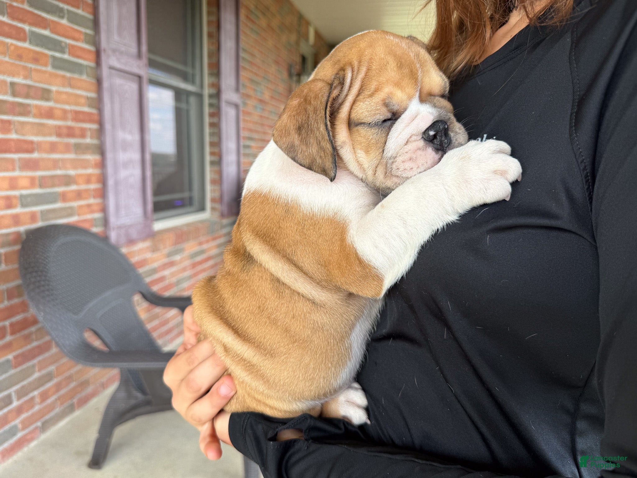 English Bulldog dogs Precious - Ad 2