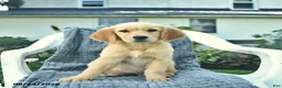Golden Retriever dogs for sale: Autumn  - Ad 1