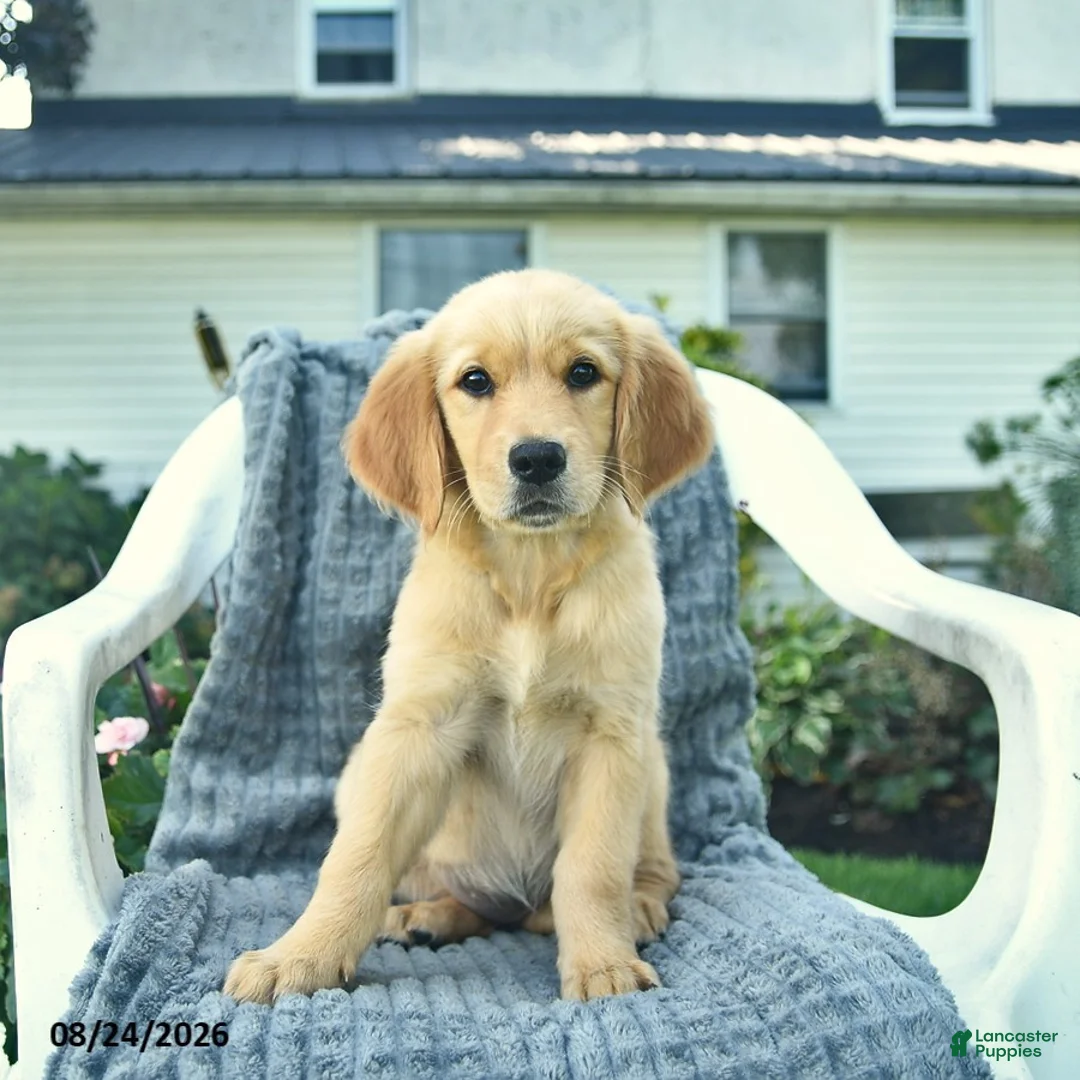 Golden Retriever dogs for sale: Autumn  - Ad 1