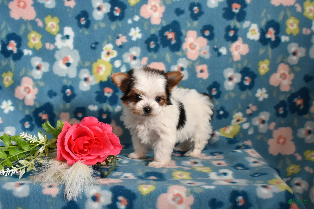 Yorkshire Terrier dogs for sale: Grits  - Ad 3