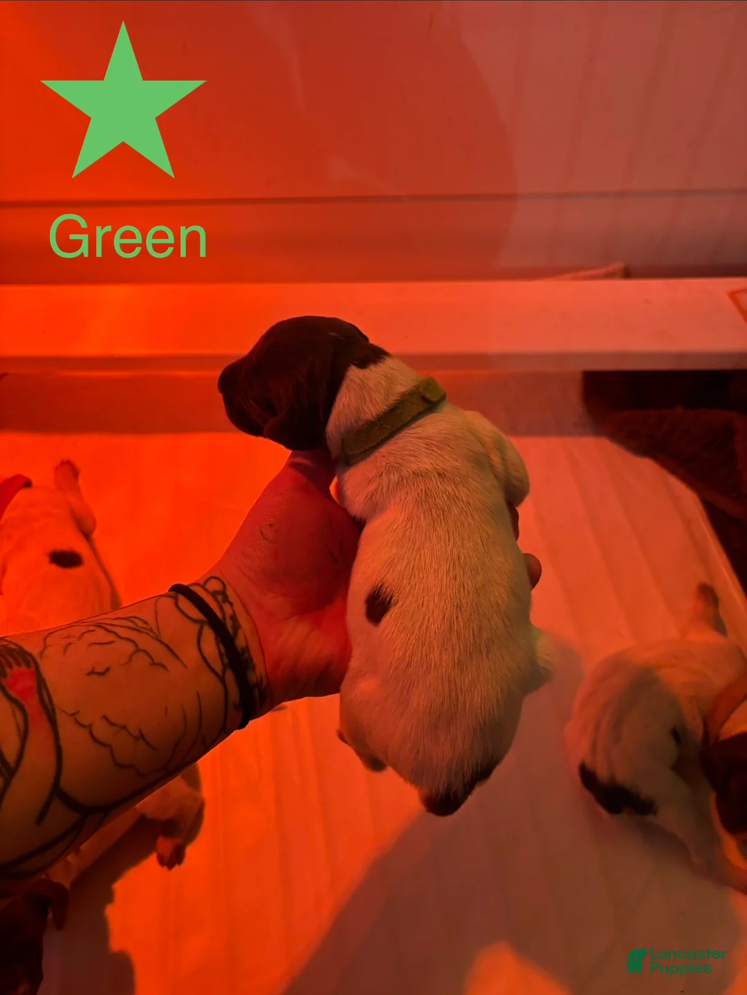 German Shorthaired Pointer dogs for sale: Lark - Ad 1