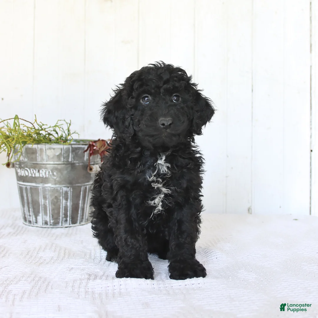 Cockapoo dogs for sale: Riley - Ad 2