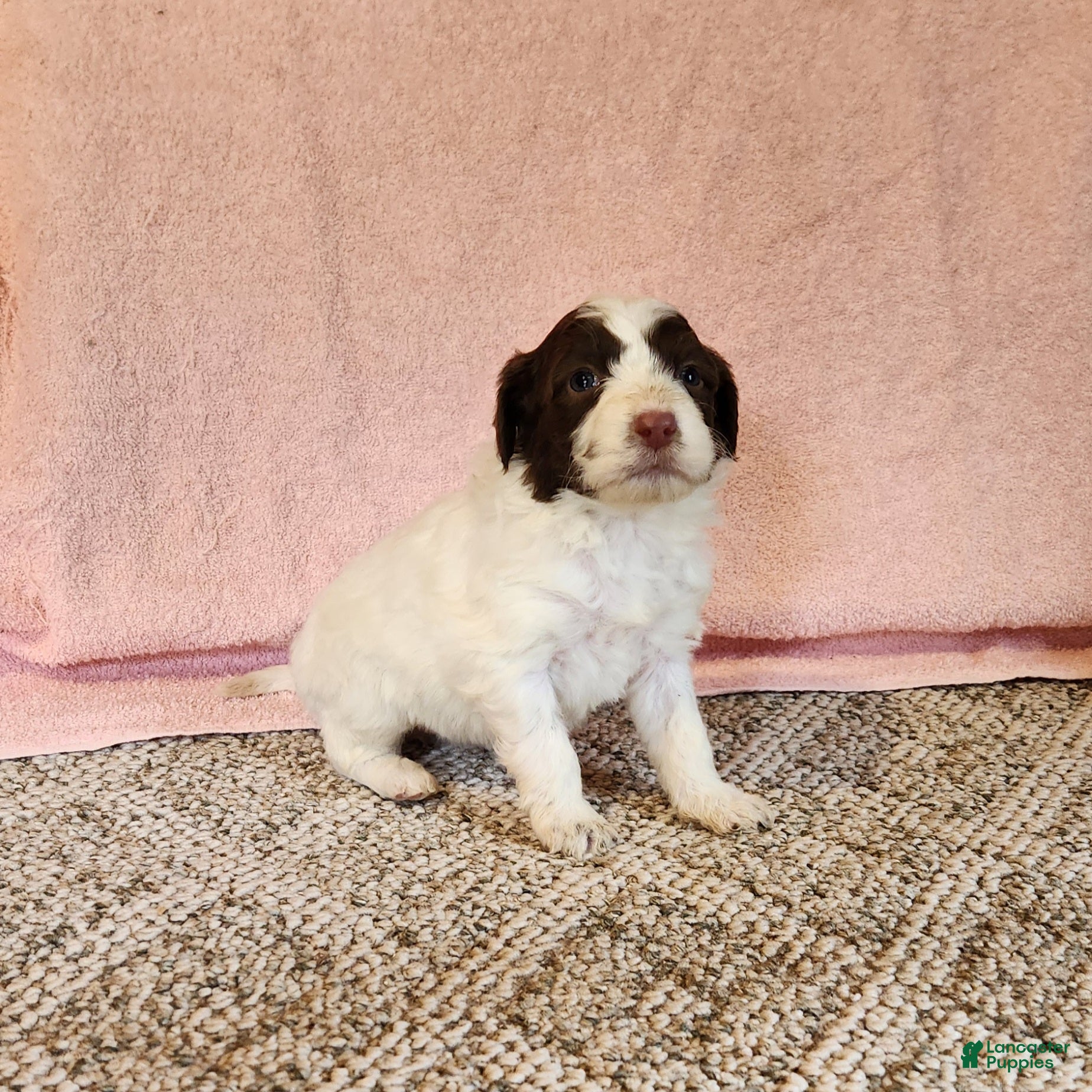 Portuguese Water Dog dogs Misty - Ad 2