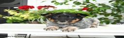 Australian Cattle Dog dogs for sale: Clark - Ad 3