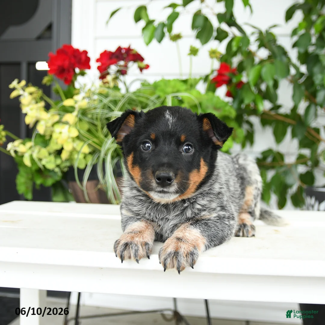 Australian Cattle Dog dogs for sale: Clark - Ad 3