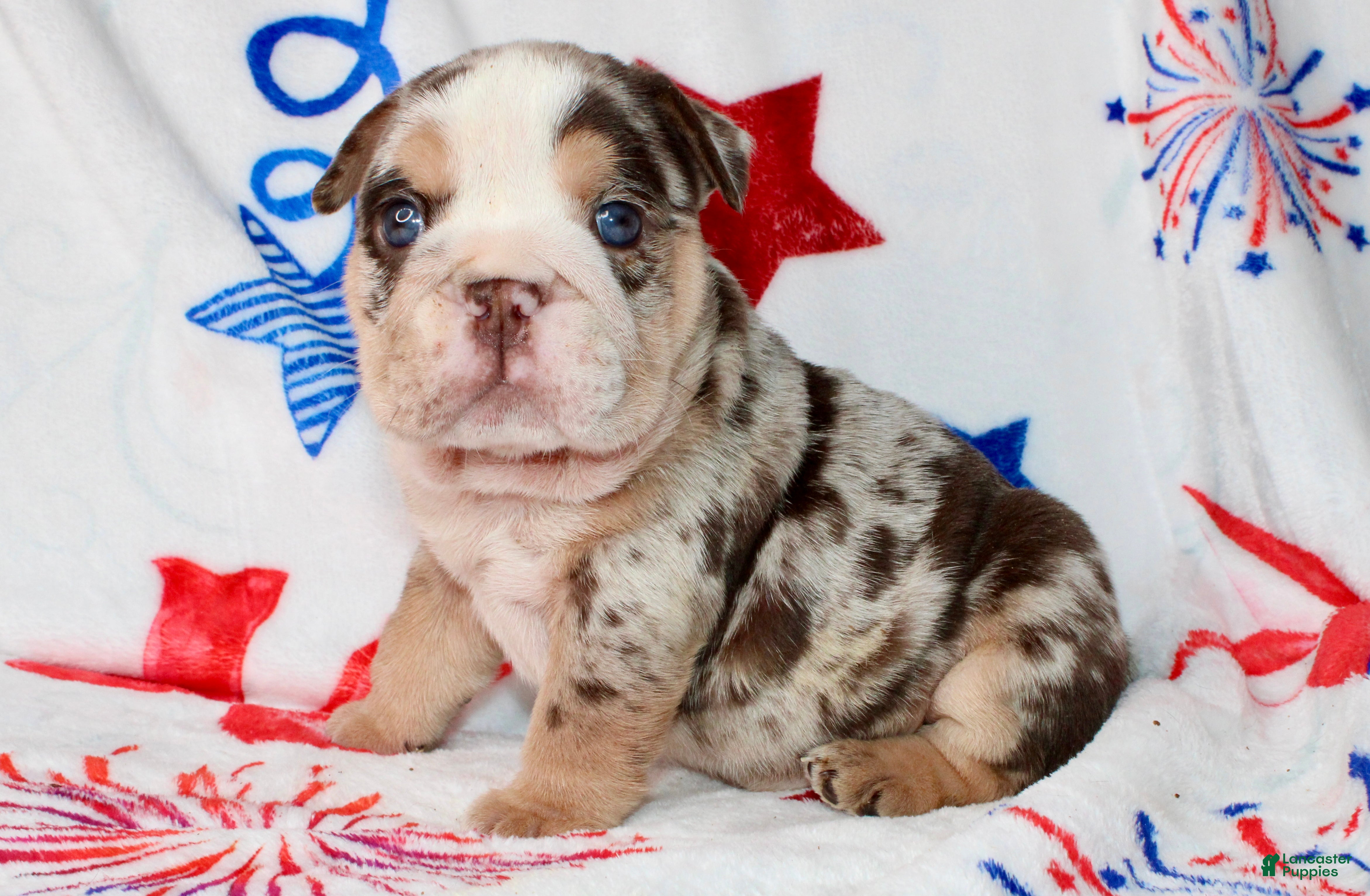 English Bulldog dogs Twix - Ad 8
