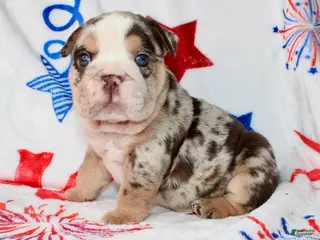English Bulldog dogs Twix - Ad 7