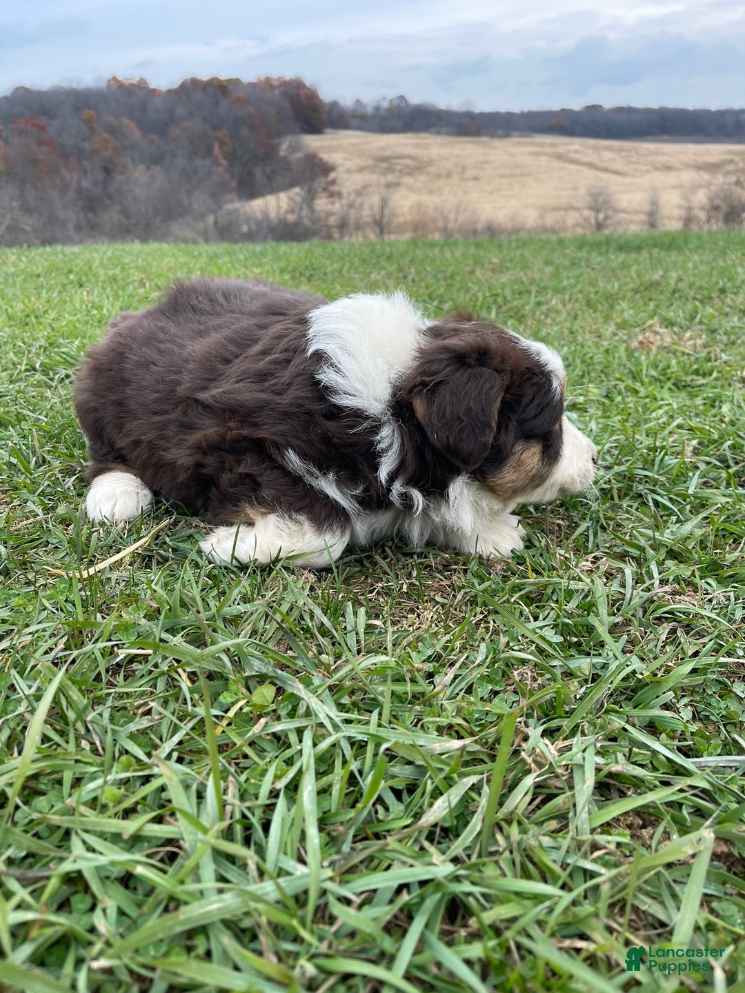 Australian Shepherd dogs for sale: Callie - Ad 10