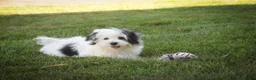 Havanese dogs for sale: Twila Havanese Puppy  - Ad 5