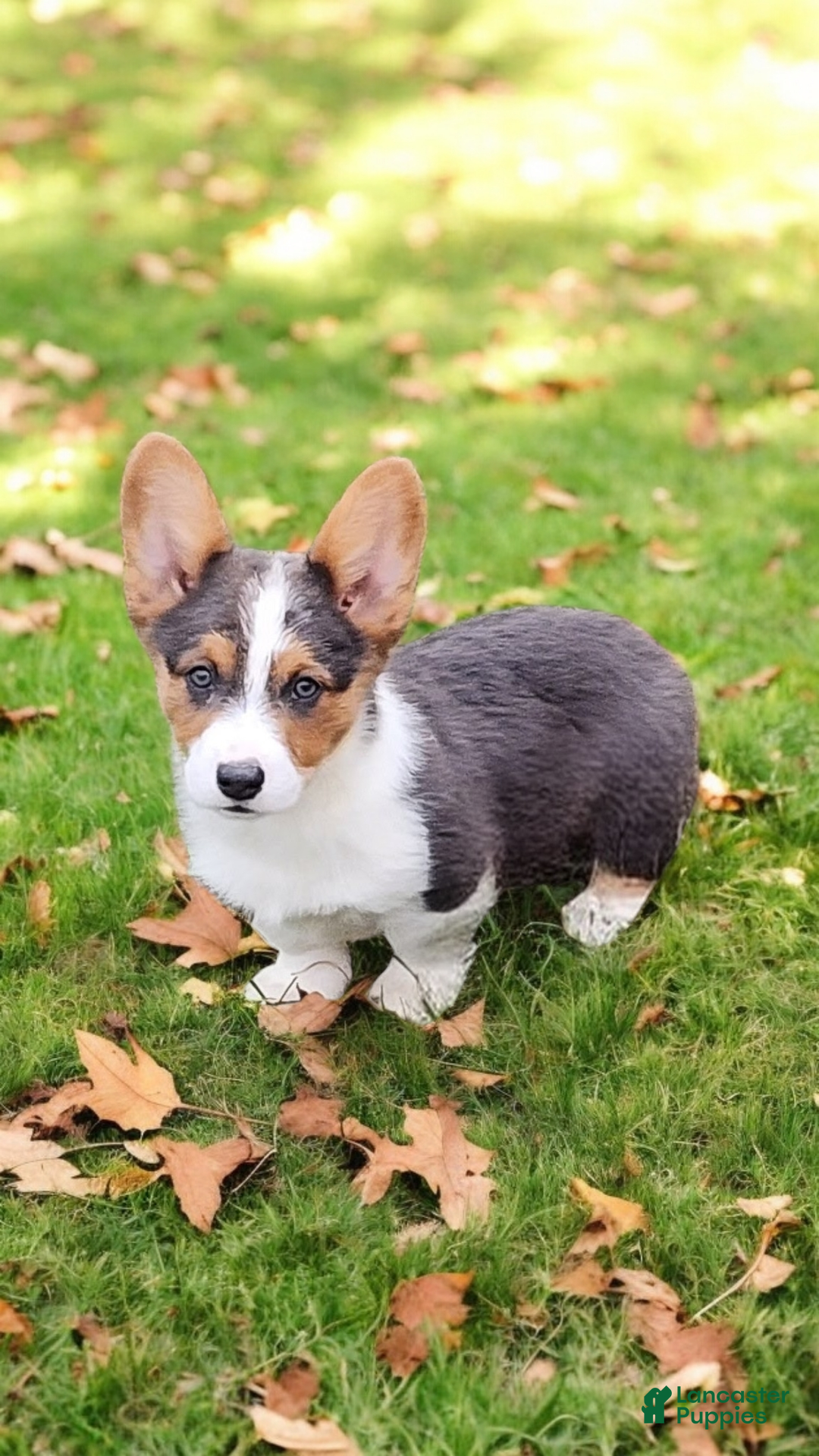 Welsh Corgi Pembroke dogs for sale: Axel Bluie - Ad 13