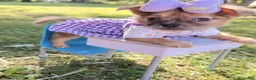 Chihuahua dogs for sale: Chihuahua 1 - Ad 1
