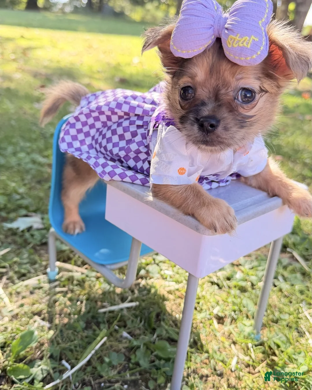Chihuahua dogs for sale: Chihuahua 1 - Ad 1