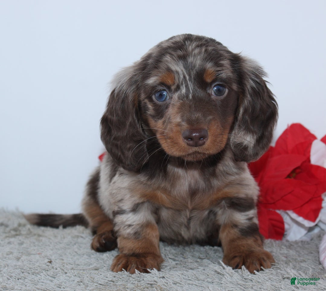 Miniature Dachshund dogs for sale: Haley - Ad 2