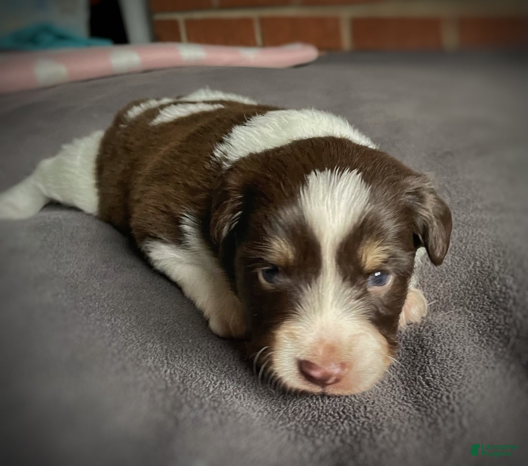 Mixed Breed dogs for sale: SOLD Brownie Delight (with caramel) - Ad 2