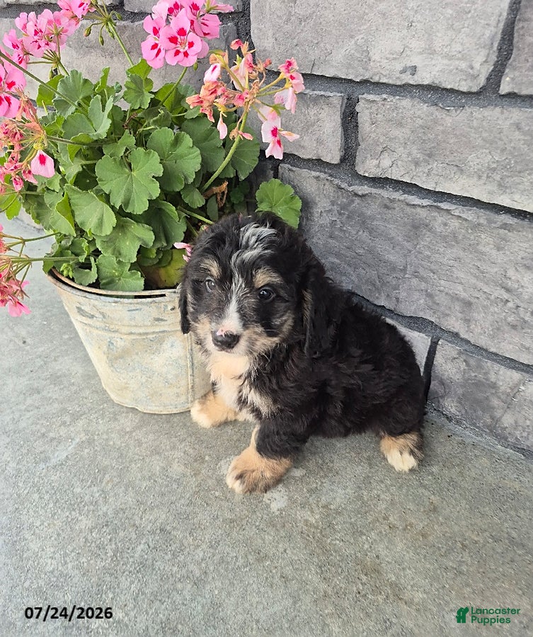 Mini Bernedoodle dogs for sale: Eddie - Ad 2