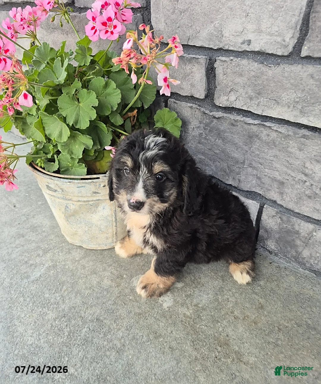 Mini Bernedoodle dogs for sale: Eddie - Ad 1