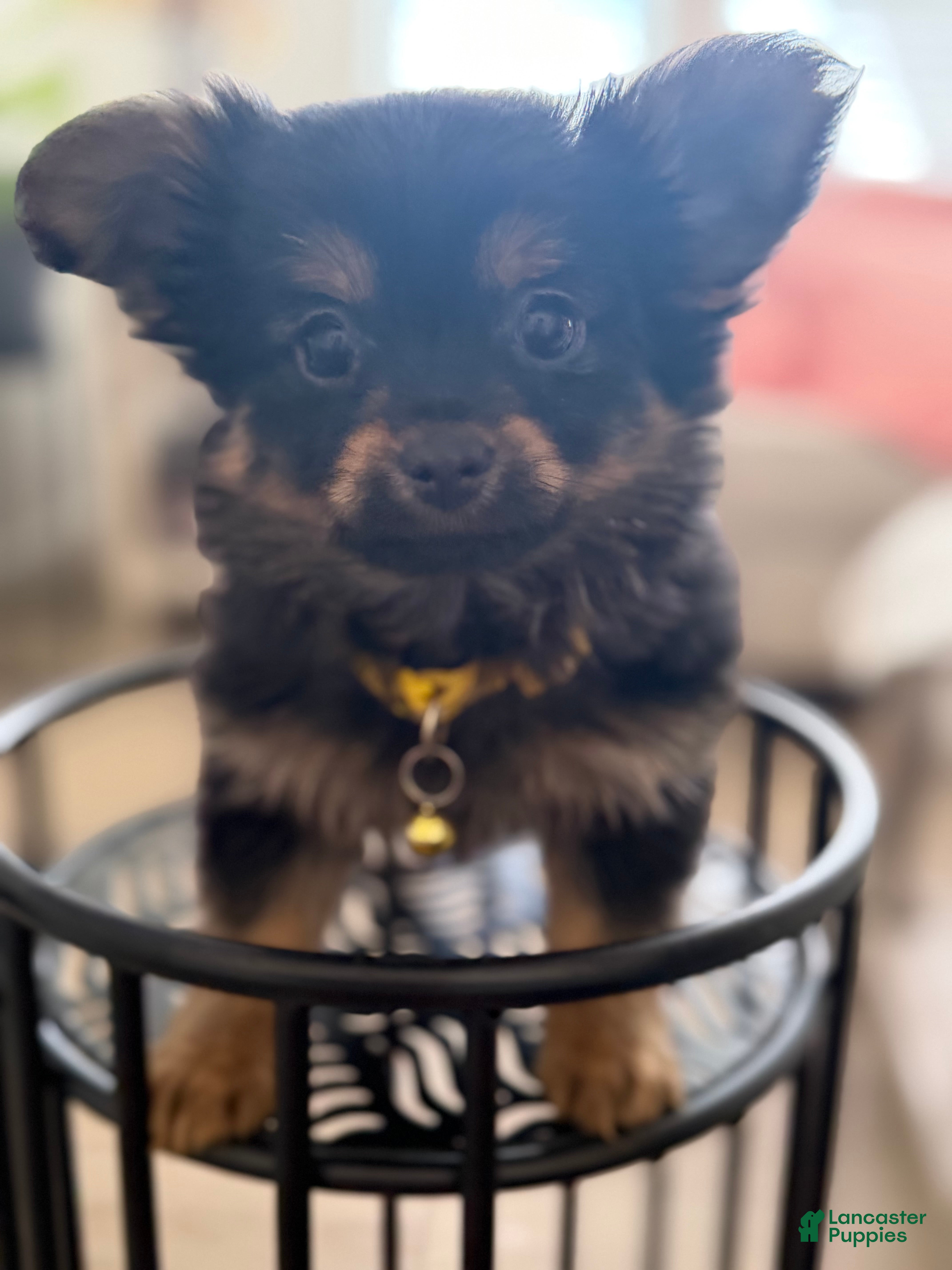 Mixed Breed dogs Mixed Breed Puppy 2 - Ad 2