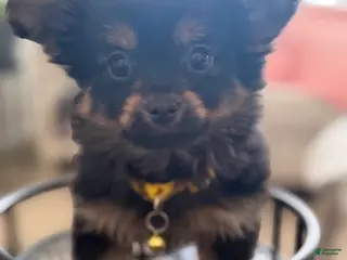 Mixed Breed dogs Mixed Breed Puppy 2 - Ad 7